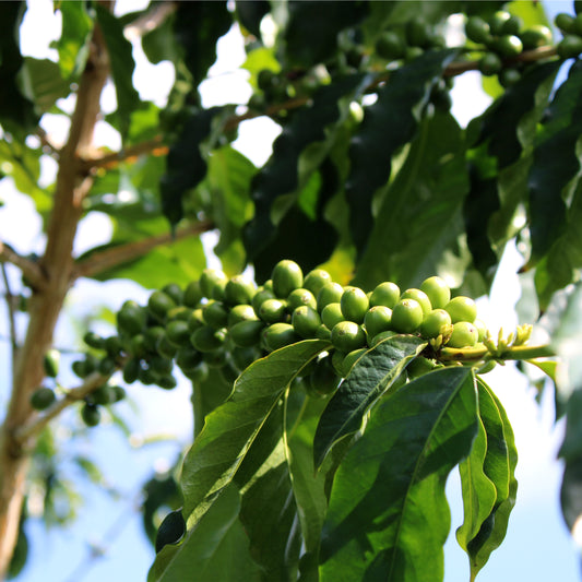 Ka`u 2024 Typica cherries.