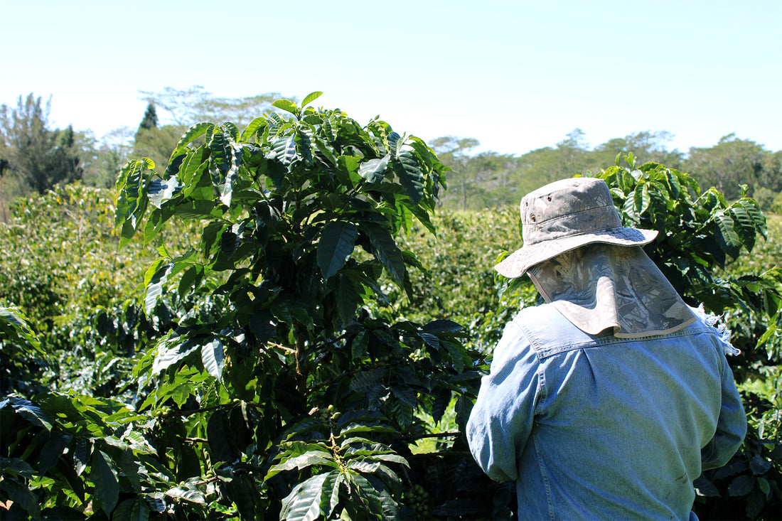 Specialty Coffee Picking