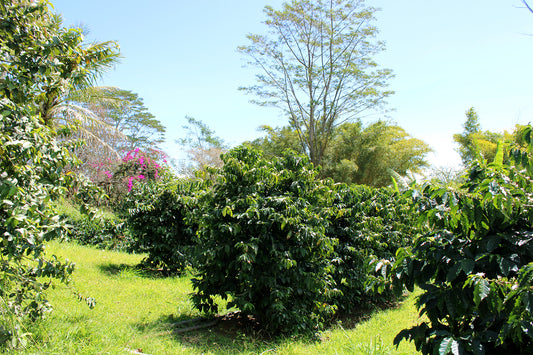 MTZ Coffee Varieties