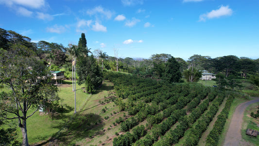 Ka'u region